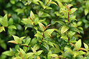 BUITEN BEELD Foto: 295896