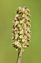 BUITEN BEELD Foto: 296002