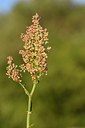 BUITEN BEELD Foto: 296119