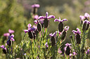 BUITEN BEELD Foto: 296123
