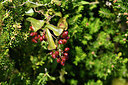 BUITEN BEELD Foto: 296194