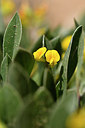 BUITEN BEELD Foto: 296228
