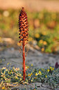 BUITEN BEELD Foto: 296244