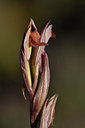 BUITEN BEELD Foto: 296274