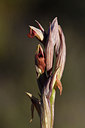 BUITEN BEELD Foto: 296275