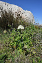 BUITEN BEELD Foto: 296288