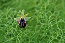 BUITEN BEELD Foto: 296338