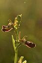BUITEN BEELD Foto: 296340