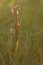 BUITEN BEELD Foto: 296342