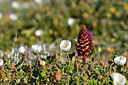 BUITEN BEELD Foto: 296359