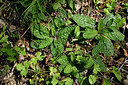 BUITEN BEELD Foto: 296467