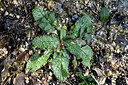 BUITEN BEELD Foto: 296472