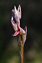 BUITEN BEELD Foto: 296543