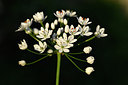 BUITEN BEELD Foto: 296602