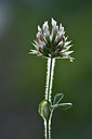 BUITEN BEELD Foto: 296603
