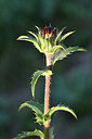 BUITEN BEELD Foto: 296624