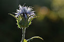 BUITEN BEELD Foto: 296633