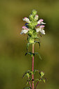 BUITEN BEELD Foto: 296634