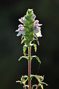 BUITEN BEELD Foto: 296635