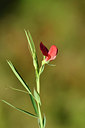 BUITEN BEELD Foto: 296643