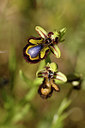 BUITEN BEELD Foto: 296750