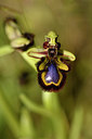 BUITEN BEELD Foto: 296752