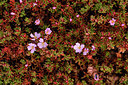 BUITEN BEELD Foto: 296778