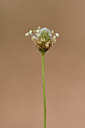 BUITEN BEELD Foto: 296879