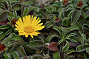 BUITEN BEELD Foto: 296992