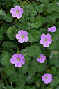 BUITEN BEELD Foto: 296997