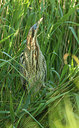 BUITEN BEELD Foto: 297152