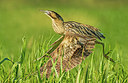 BUITEN BEELD Foto: 297153