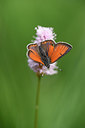 BUITEN BEELD Foto: 297288