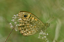 BUITEN BEELD Foto: 297319