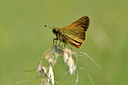 BUITEN BEELD Foto: 297338