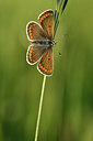 BUITEN BEELD Foto: 297344