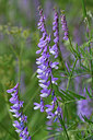 BUITEN BEELD Foto: 297540