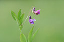 BUITEN BEELD Foto: 297541