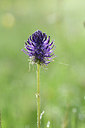 BUITEN BEELD Foto: 297542