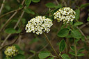 BUITEN BEELD Foto: 297549