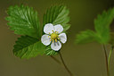 BUITEN BEELD Foto: 297627
