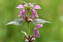 BUITEN BEELD Foto: 297638