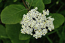 BUITEN BEELD Foto: 297639