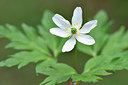 BUITEN BEELD Foto: 297645