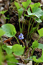 BUITEN BEELD Foto: 297675