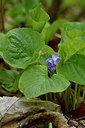 BUITEN BEELD Foto: 297677