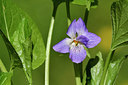 BUITEN BEELD Foto: 297684