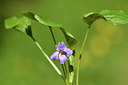 BUITEN BEELD Foto: 297685