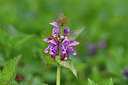 BUITEN BEELD Foto: 297690