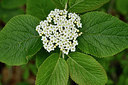 BUITEN BEELD Foto: 297702